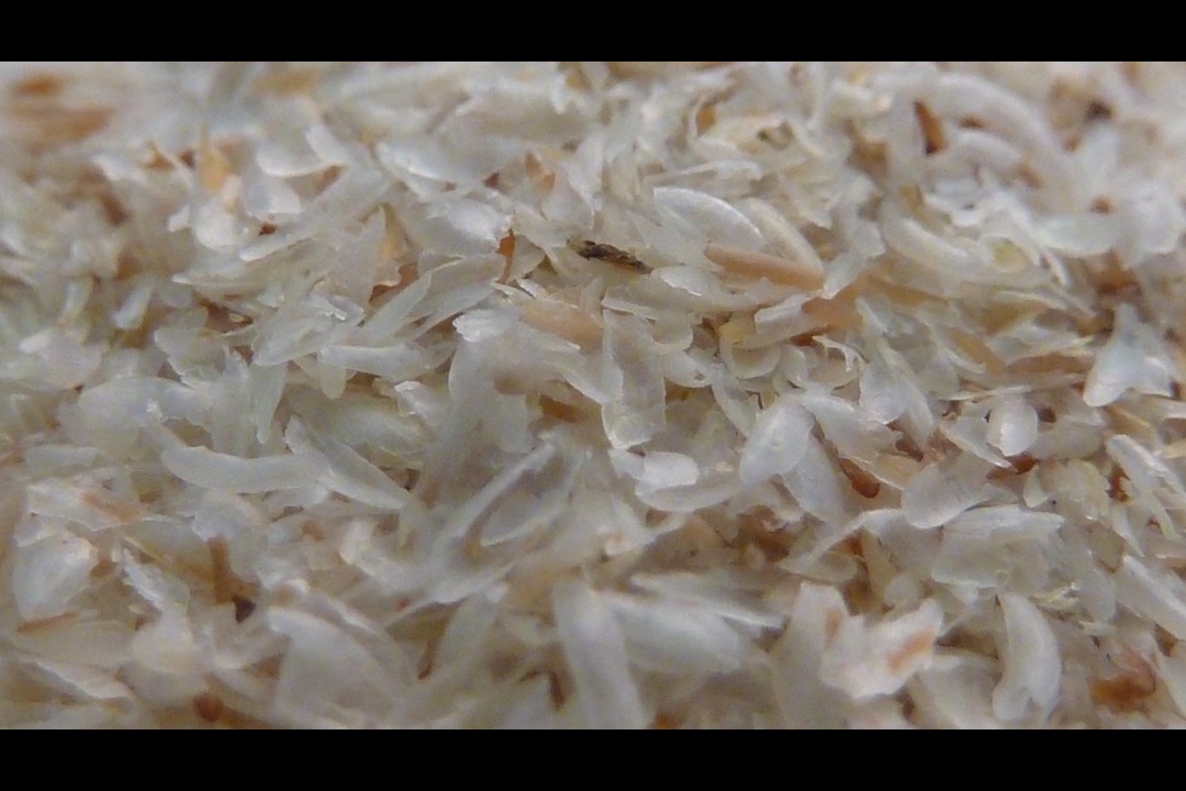 Best fiber supplements of 2026 — physician-reviewed psyllium husk, wheat dextrin, and organic acacia options