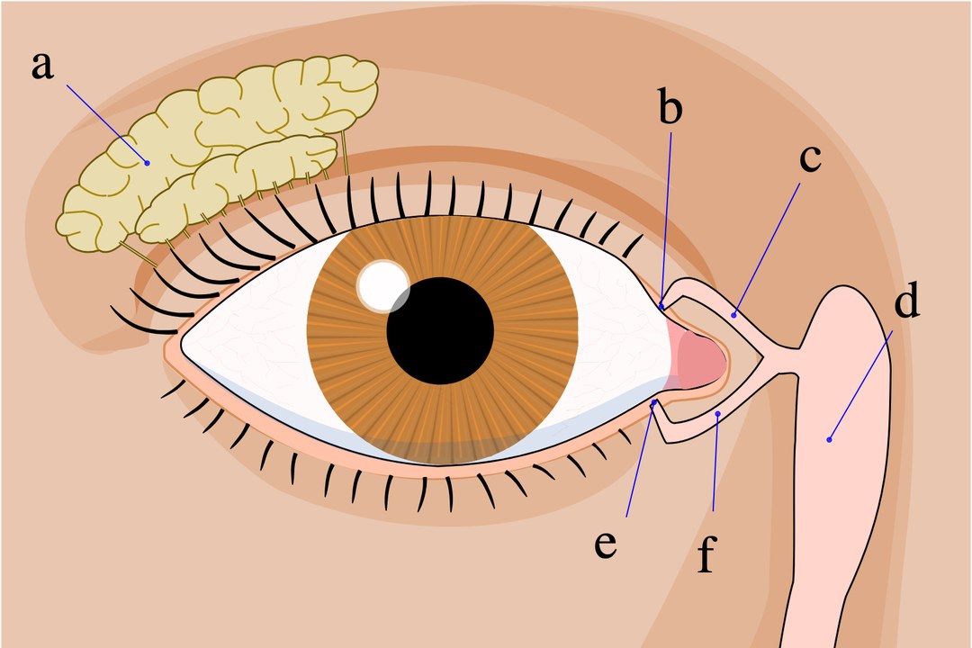 Labeled medical illustration of the tear system: the lacrimal gland above the outer eyelid where tears are produced, the upper and lower puncta at the inner corner where tears drain, the canaliculi, and the lacrimal sac leading to the nasolacrimal duct