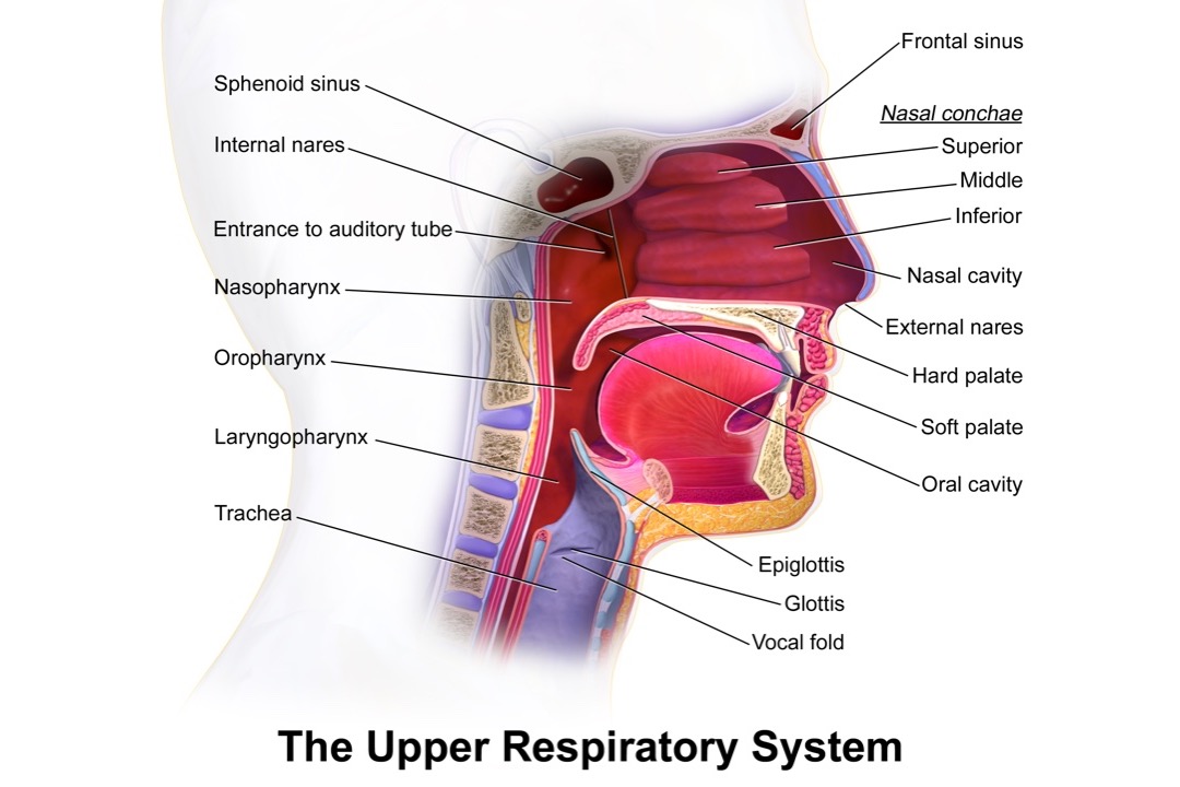 Medical illustration of the upper airway in cross section, showing the nasal cavity, soft palate, oral cavity and oropharynx, the three sites where snoring vibration originates